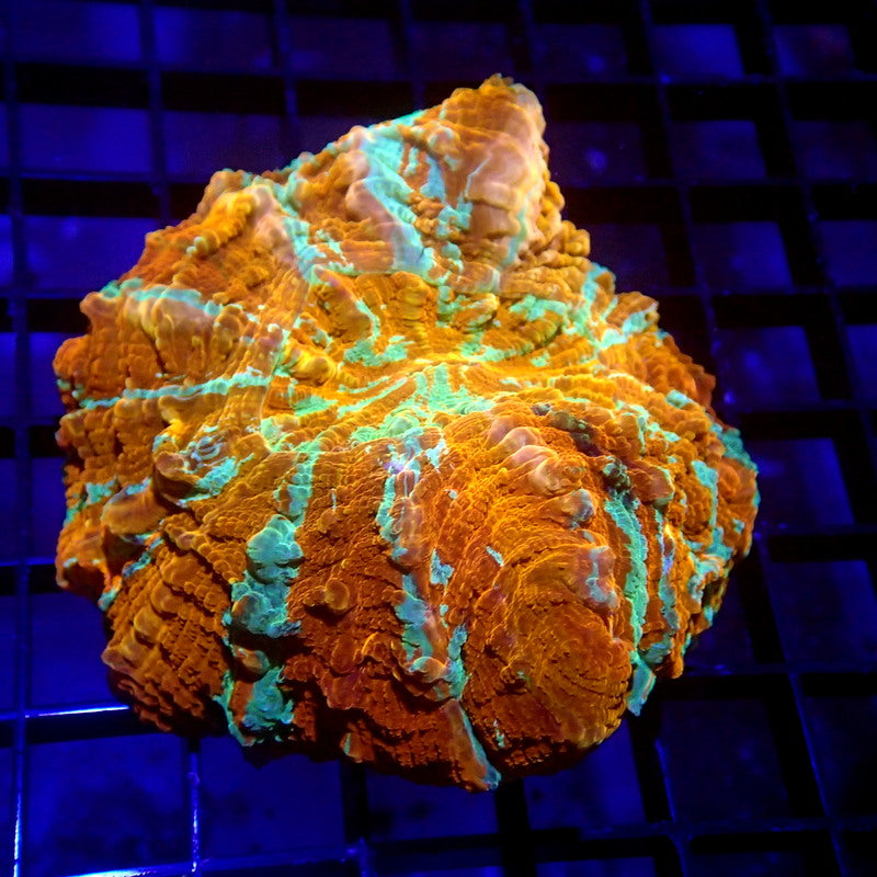 Orange & Green Acanthophyllia Meat Coral WYSIWYG A7047
