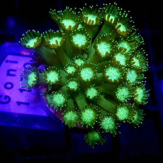 UNIQUE Glitter Tips Green Goniopora WYSIWYG Goni 1170