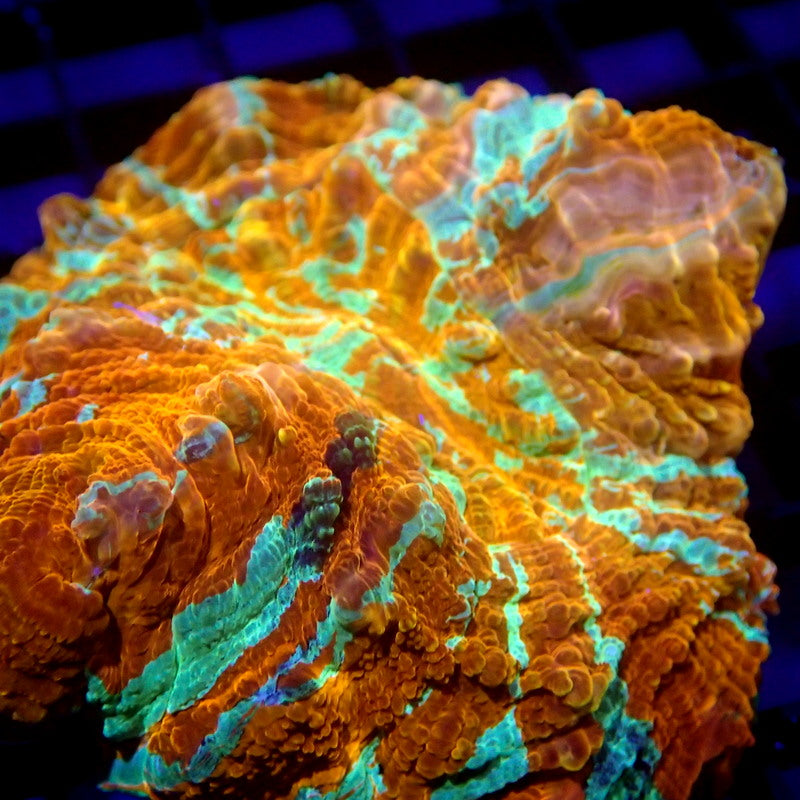 Orange & Green Acanthophyllia Meat Coral WYSIWYG A7047