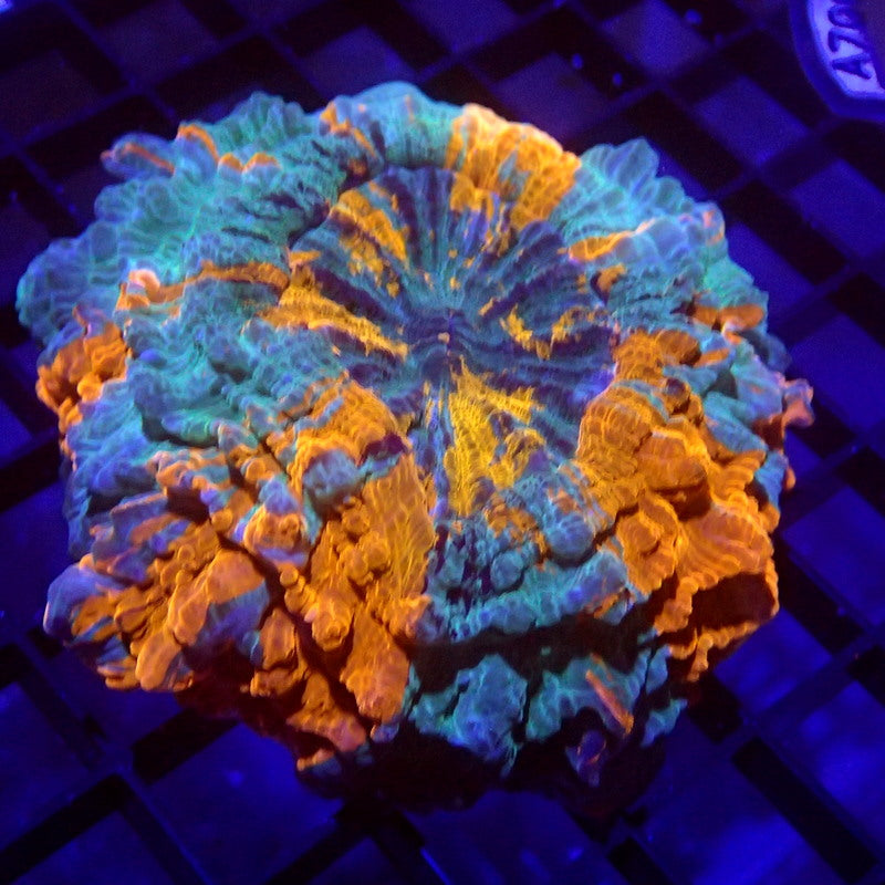 Blue & Orange Acanthophyllia Meat Coral WYSIWYG A6018