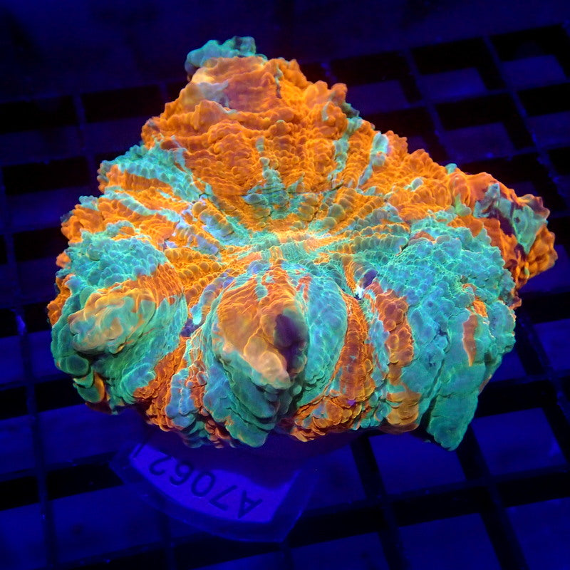 Orange & Teal Acanthophyllia Meat Coral WYSIWYG A7062