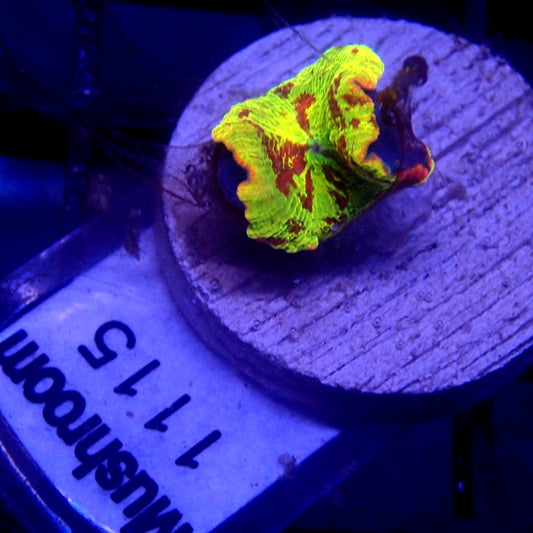 Jawbreaker Mushroom WYSIWYG Mushroom 1115