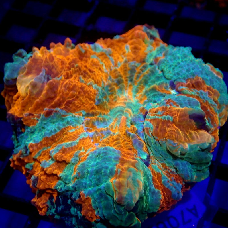 Orange & Teal Acanthophyllia Meat Coral WYSIWYG A7062