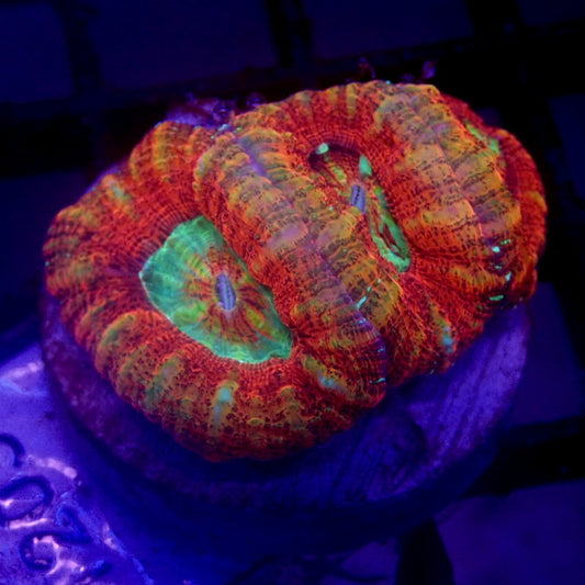 ASIAN Acan Coral Frag WYSIWYG Acan 1203