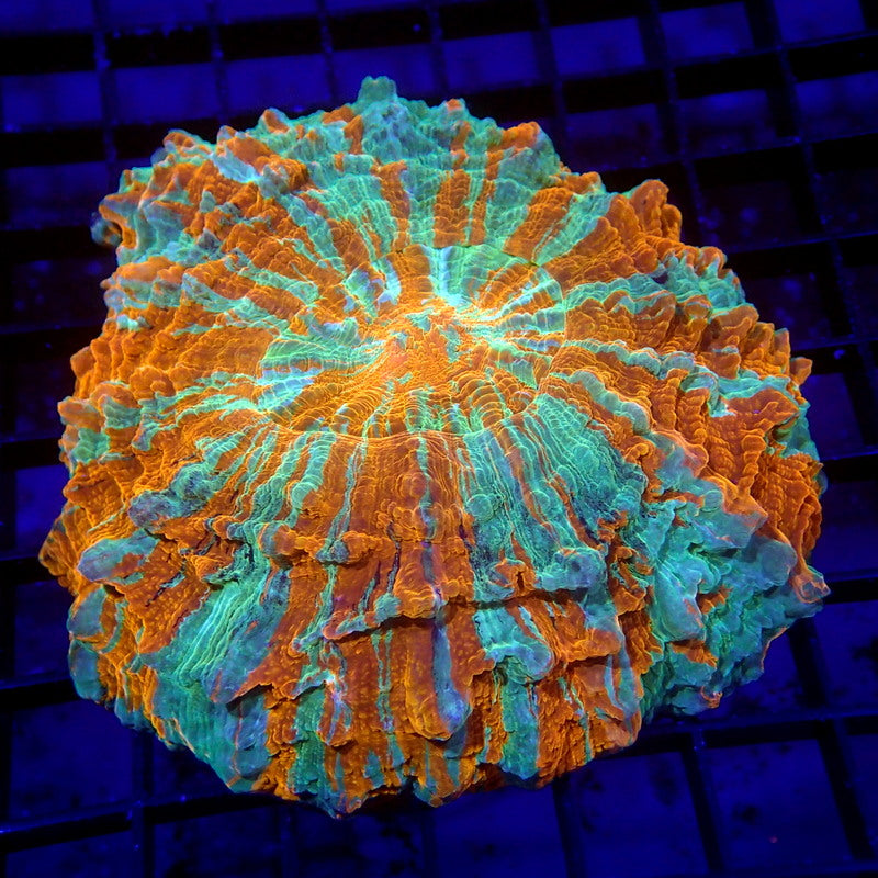 Acanthophyllia Meat Coral Orange & Teal WYSIWYG A6006