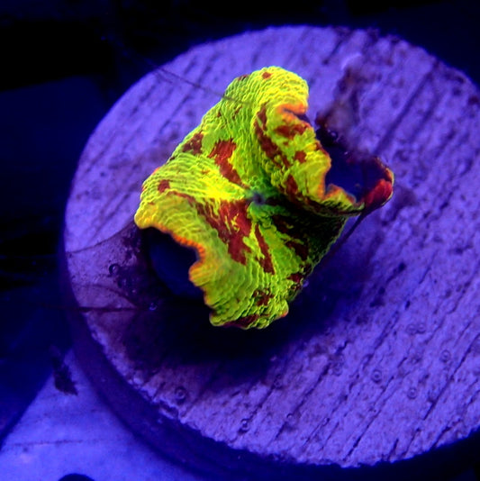 Jawbreaker Mushroom WYSIWYG Mushroom 1115