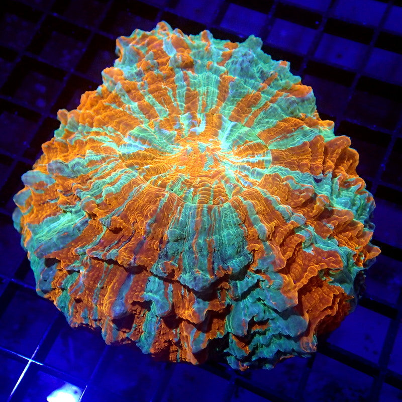 Acanthophyllia Meat Coral Orange & Teal WYSIWYG A6006