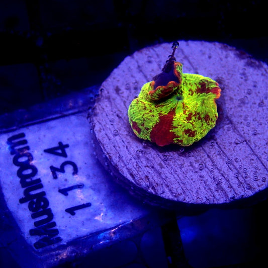 Jawbreaker Mushroom WYSIWYG Mushroom 1134