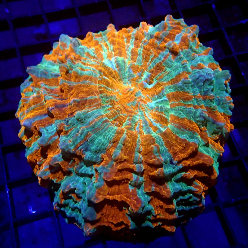 Acanthophyllia Meat Coral Orange & Teal WYSIWYG A6006