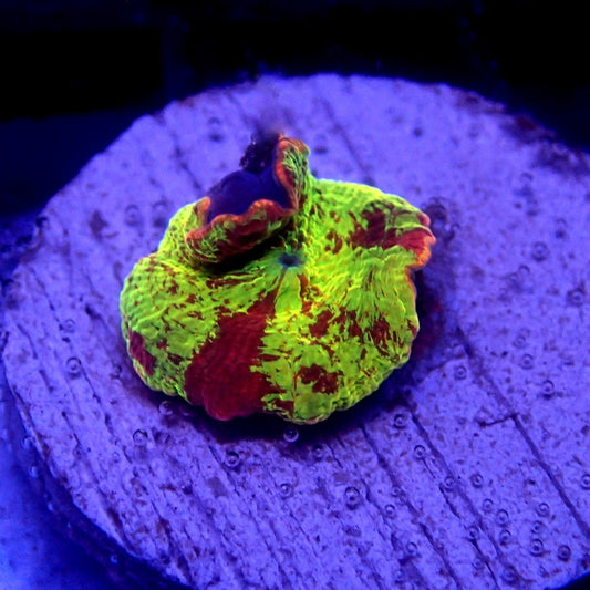 Jawbreaker Mushroom WYSIWYG Mushroom 1134
