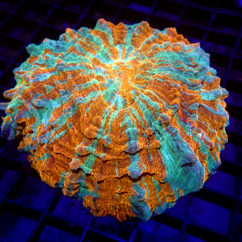 Acanthophyllia Meat Coral Orange & Teal WYSIWYG A6006