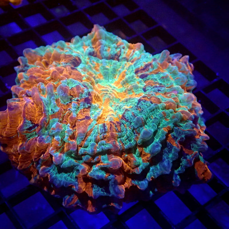 ULTRA Acanthophyllia Meat Coral WYSIWYG A6002