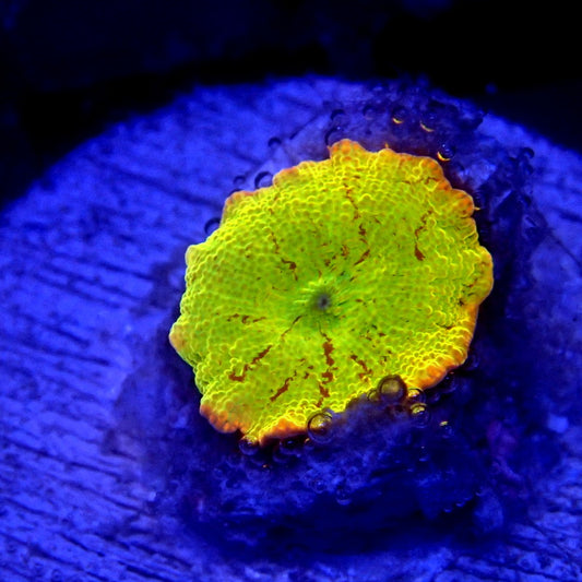 Yellow Jawbreaker Mushroom WYSIWYG Mushroom 1174