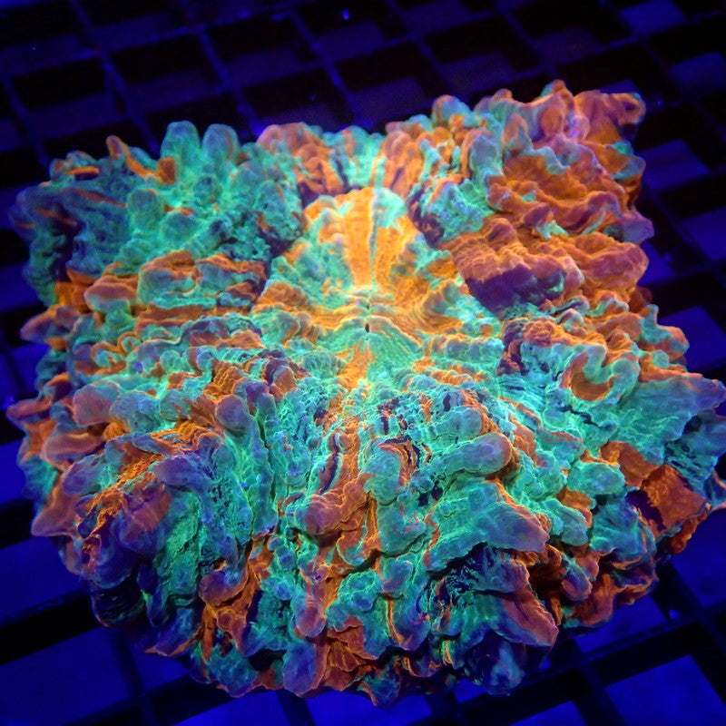 ULTRA Acanthophyllia Meat Coral WYSIWYG A6002