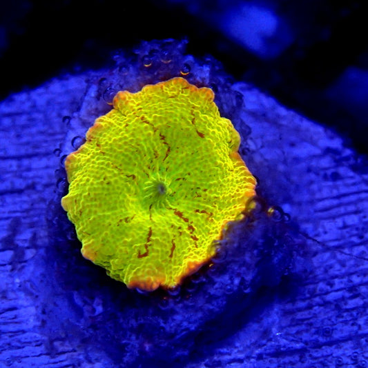 Yellow Jawbreaker Mushroom WYSIWYG Mushroom 1174