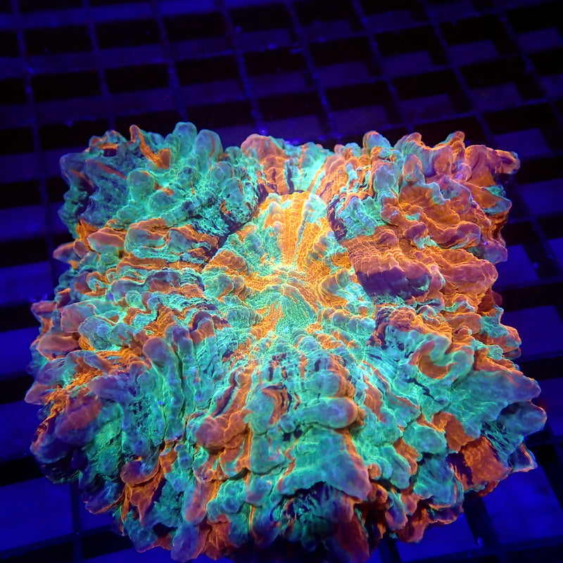 ULTRA Acanthophyllia Meat Coral WYSIWYG A6002