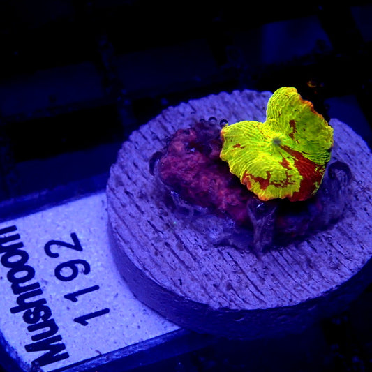 Jawbreaker Mushroom WYSIWYG Mushroom 1192