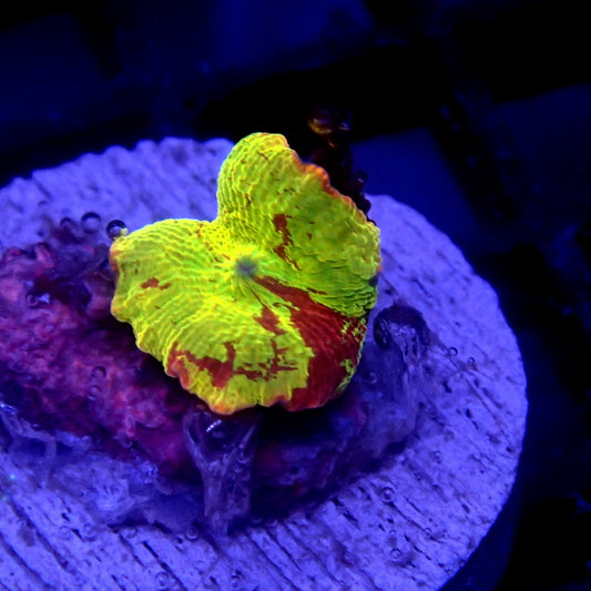 Jawbreaker Mushroom WYSIWYG Mushroom 1192