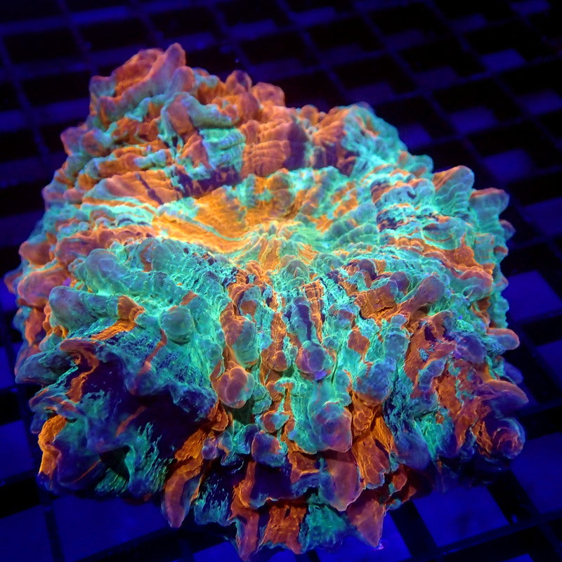 ULTRA Acanthophyllia Meat Coral WYSIWYG A6002