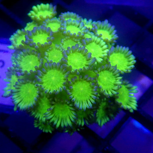 Green Goniopora WYSIWYG Goni 1151