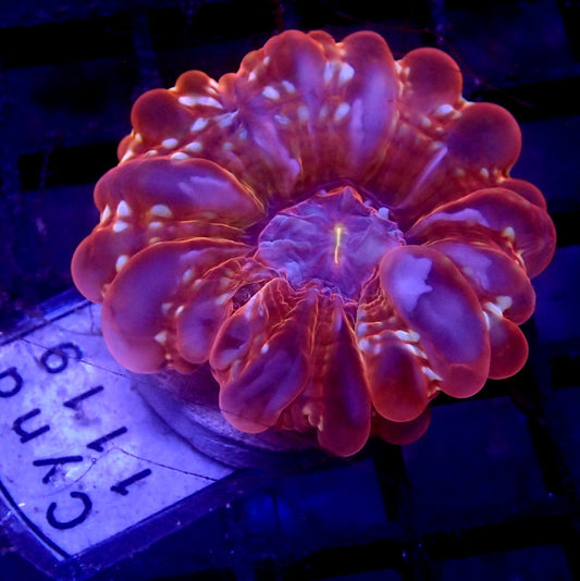 ULTRA Cynarina Coral Small WYSIWYG Cyna 1119