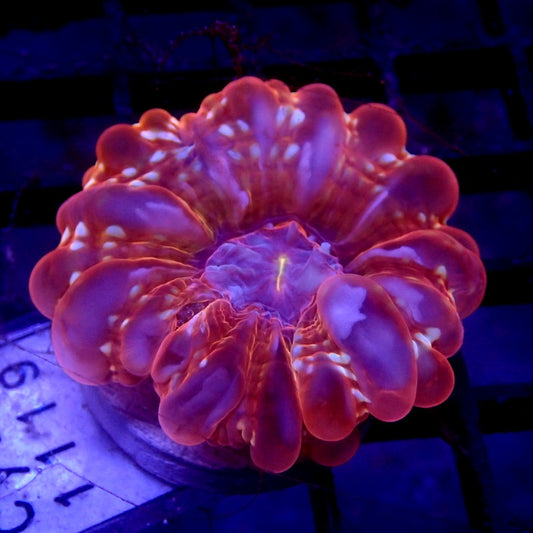 ULTRA Cynarina Coral Small WYSIWYG Cyna 1119
