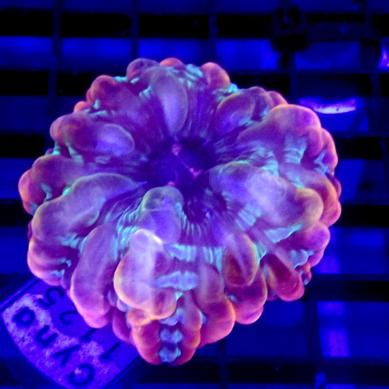 Purple & Green Cynarina Coral Small WYSIWYG Cyna 1125