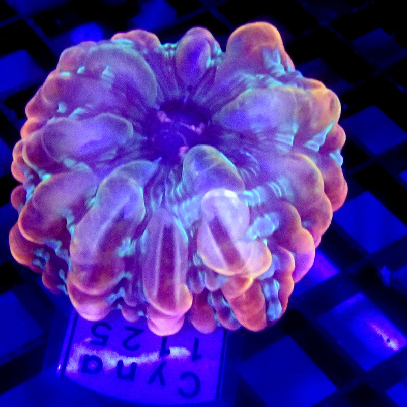 Purple & Green Cynarina Coral Small WYSIWYG Cyna 1125