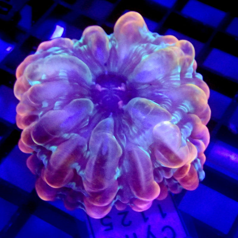 Purple & Green Cynarina Coral Small WYSIWYG Cyna 1125