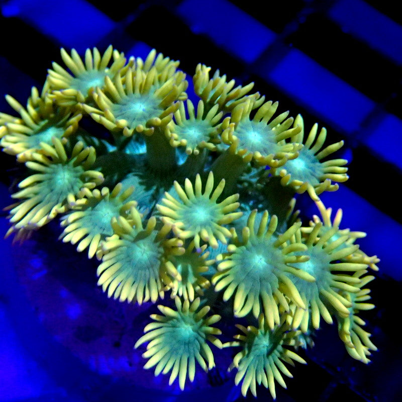 Yellow & Green Goniopora Frag WYSIWYG Goni 1132