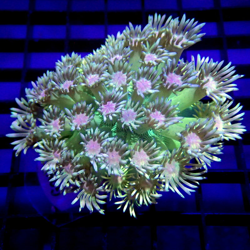 ULTRA Goniopora Coral WYSIWYG Goni 1231