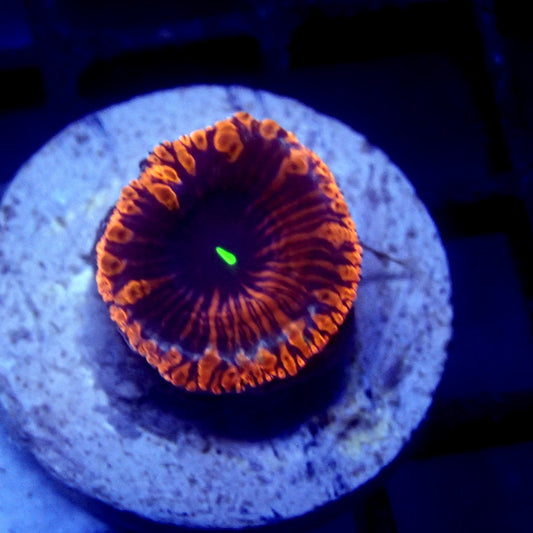 ULTRA Red & Blue Blastomussa WYSIWYG Blasto 1141
