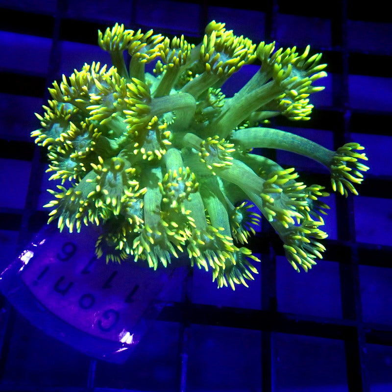 LONG Tentacle Green Goniopora WYSIWYG Goni 1116