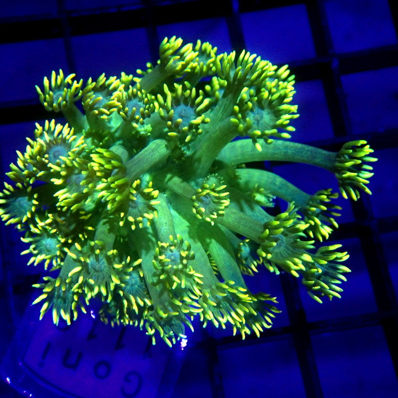 LONG Tentacle Green Goniopora WYSIWYG Goni 1116