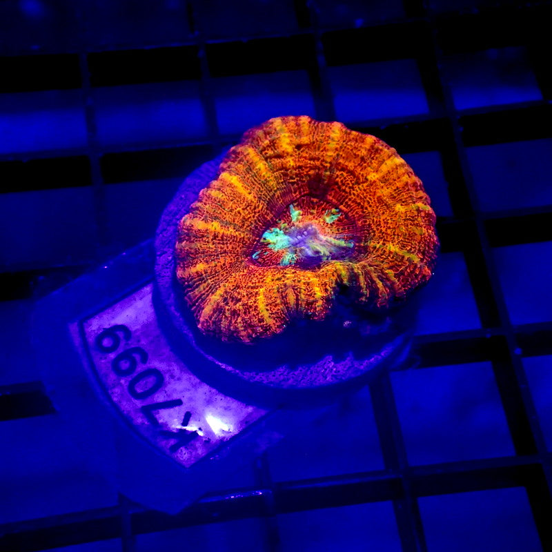 Red Asian Acan Maxima WYSIWYG K7099