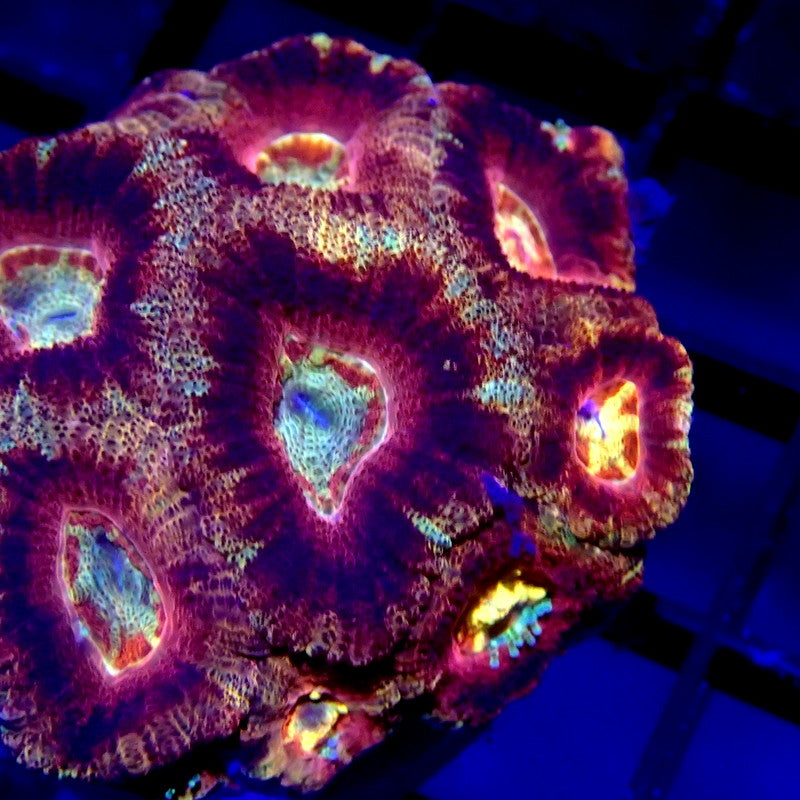 Red Asian Acan Large Frag WYSIWYG Acan 1185