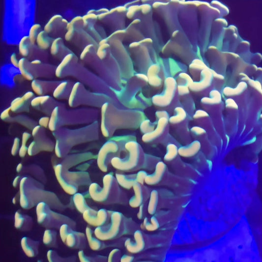 Holy Grail Hammer Coral WYSIWYG Hammer 1174