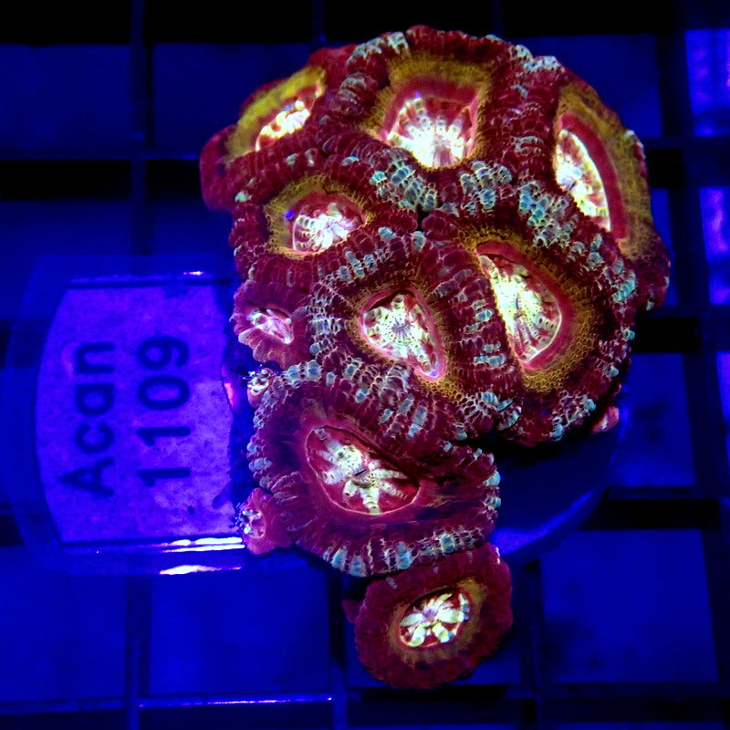 Asian Acan Mini Colony WYSIWYG Acan 1109