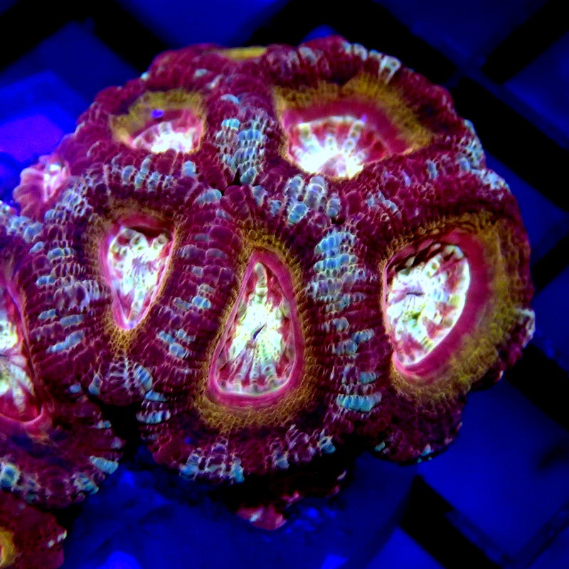 Asian Acan Mini Colony WYSIWYG Acan 1109