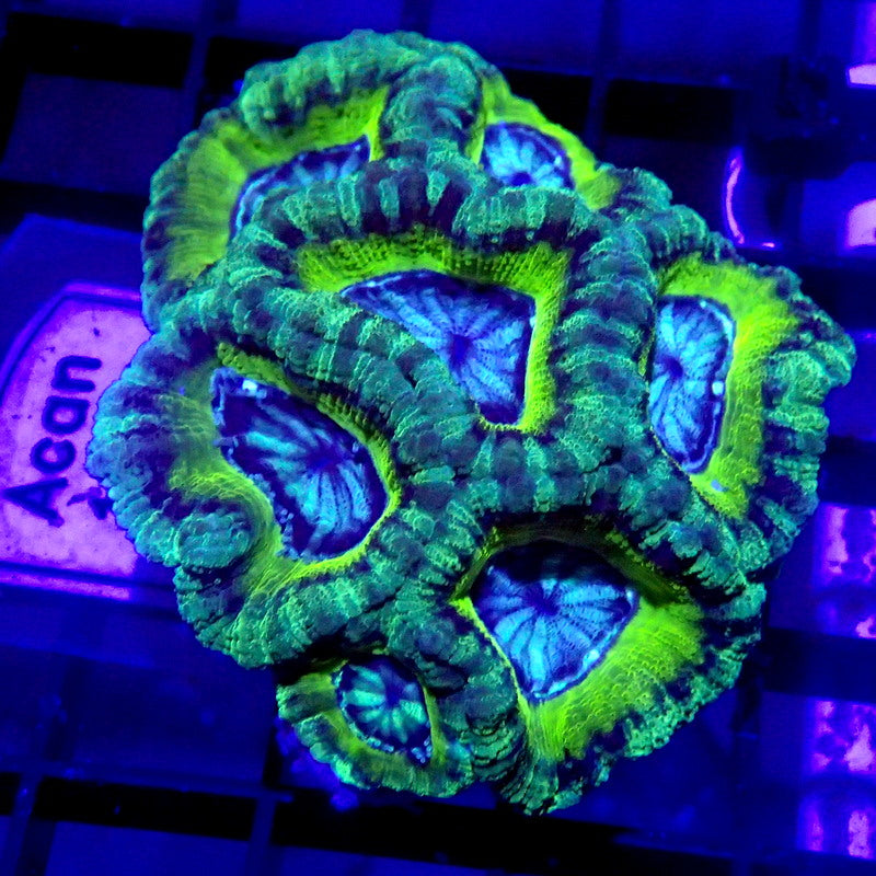 Blue & Green ASIAN Acan WYSIWYG Acan 1124