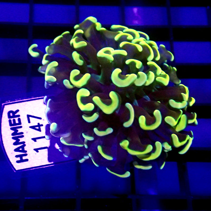 Gold Malaysian Hammer Coral WYSIWYG Hammer 1147