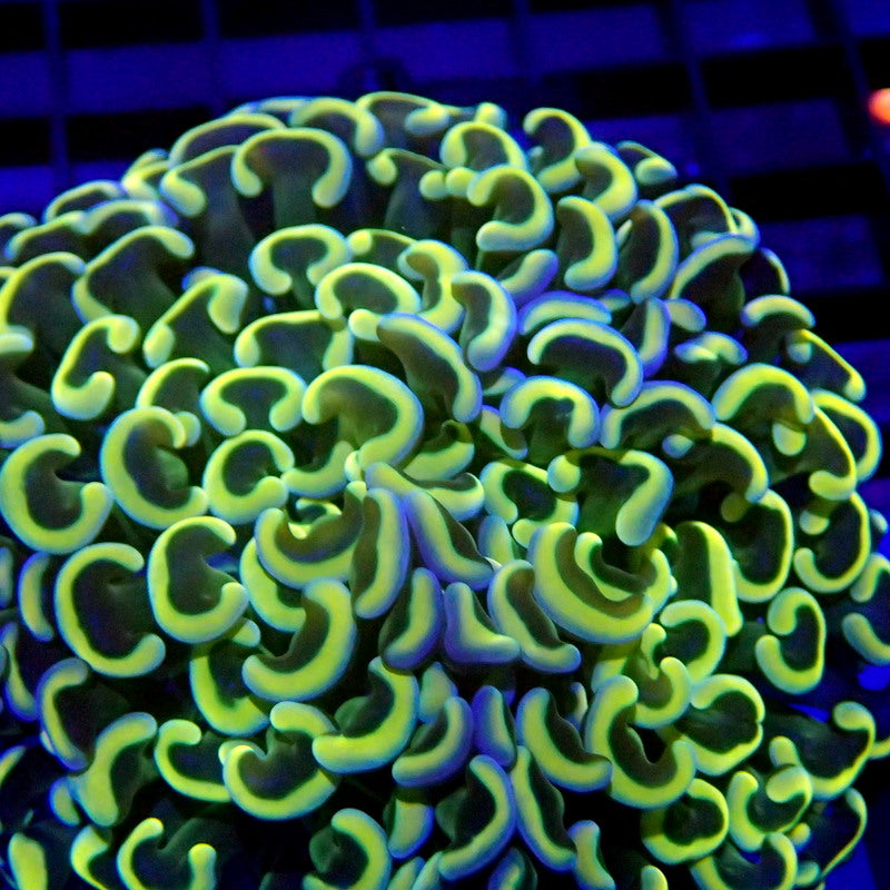 ULTRA Yellow & Blue Tip Malaysian Hammer WYSIWYG Hammer 1174