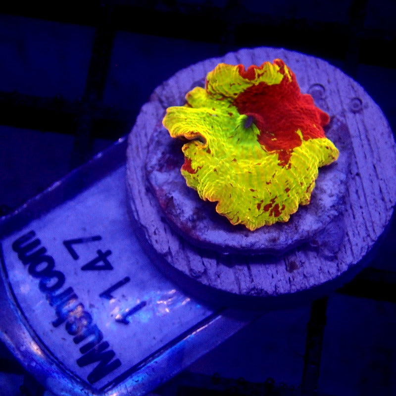 Jawbreaker Mushroom JB WYSIWYG Mushroom 1147