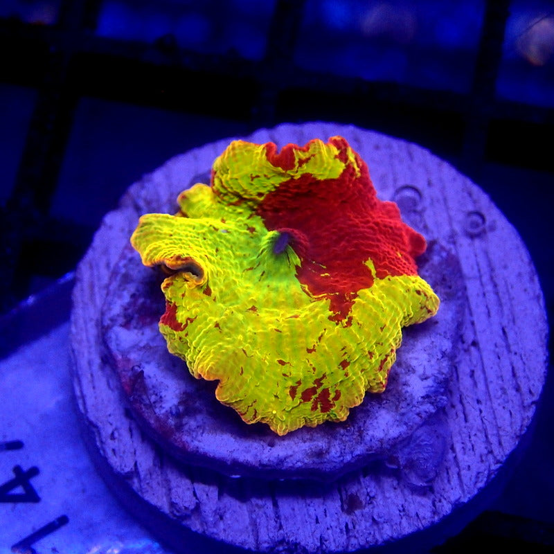 Jawbreaker Mushroom JB WYSIWYG Mushroom 1147