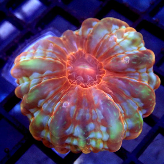 Ultra Cynarina Coral WYSIWYG Cyna 1131