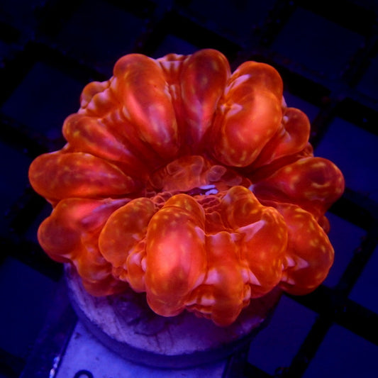 RED Cynarina Coral WYSIWYG Cyna 1120