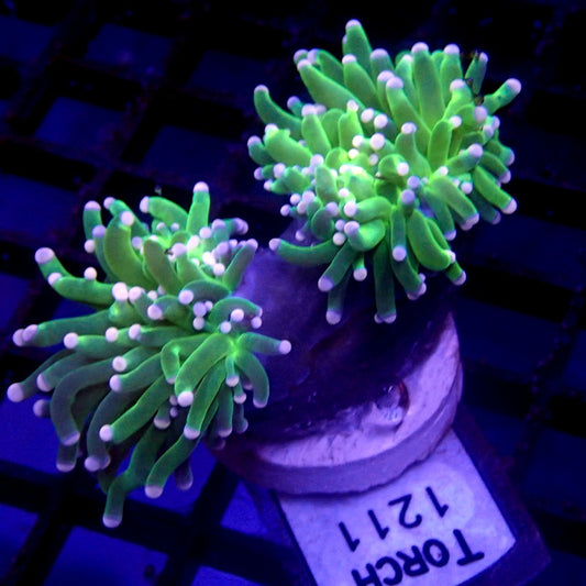 Neon Green Malaysian Torch Pink Tip WYSIWYG Torch 1211