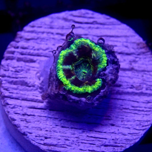 Asian Acan Single Head WYSIWYG Acan 1128