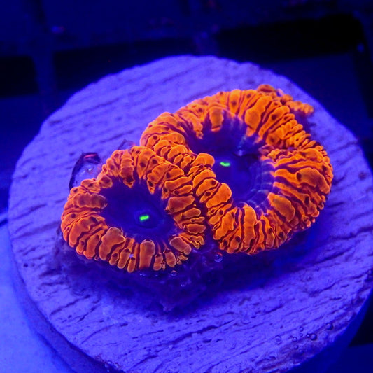 BLUE & Red Blastomussa WYSIWYG Blasto 1134