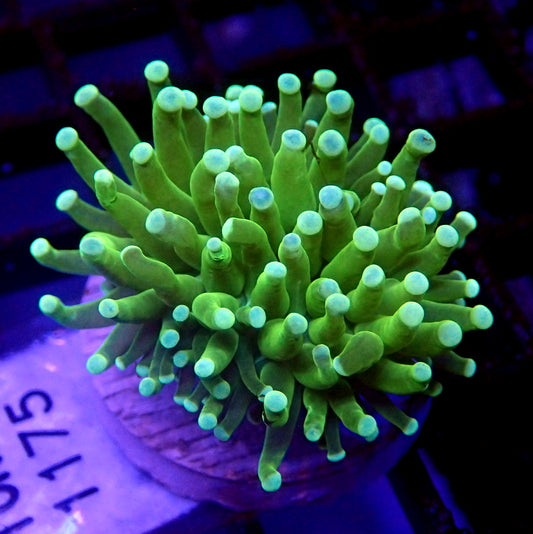 Neon Green Malaysian Torch Coral WYSIWYG Torch 1175